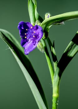 Beautiful Blooming violet Tradescantia flowers on a green background. Flower head close-up.