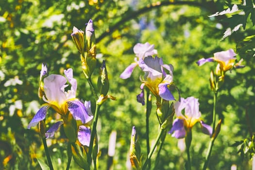 a plant with sword shaped leaves and showy flowers, typically purple, yellow, or white.