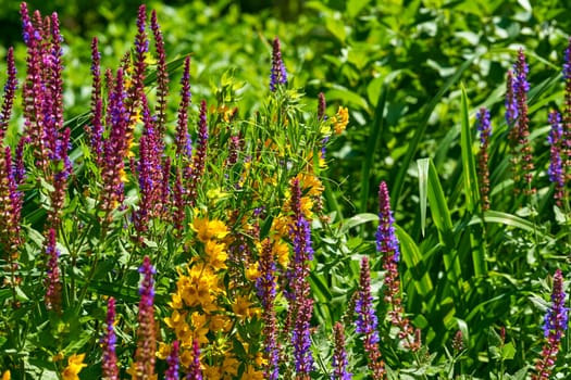 a widely distributed plant of the mint family, especially in gardening a bedding plant cultivated for its spikes of bright flowers