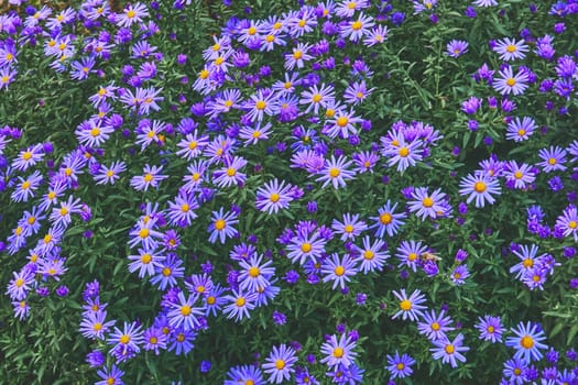 a plant of the daisy family that has bright rayed flowers, typically of purple or pink