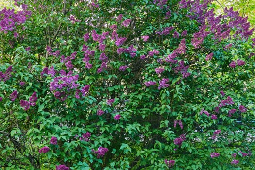 La Eurasian shrub or small tree of olive family, that has fragrant violet, pink, or white blossom