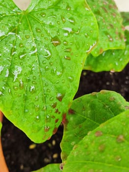 solution of potassium permanganate on cucumber leaves close-up, prevention and treatment of fungal diseases of cucumber seedlings.