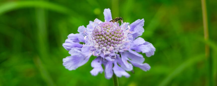 Close-up of a purple flower with a wasp on it, set against a blurred green background.