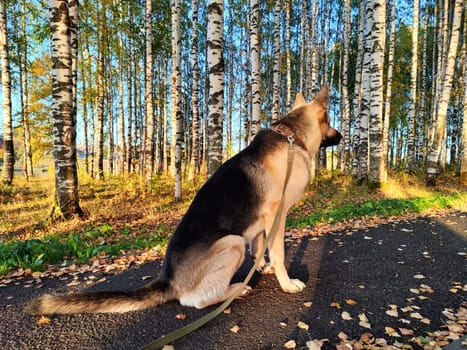 Dog German Shepherd in autumn day and green, yellow nature forest around. Waiting eastern European dog veo and colorful fall landscape in park with path