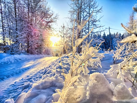 A vibrant sunrise shines through snowy forest, casting light on frosted branches and a snow-covered trail