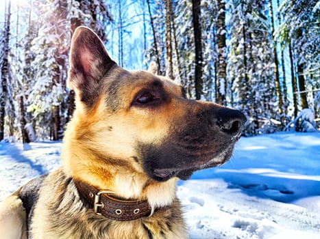 Dog German Shepherd in winter day, white snow and tree around. Waiting eastern European dog veo in park or forest