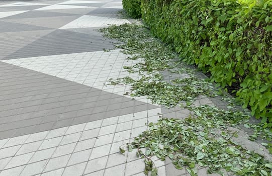 a trimmed hedge with leaves left in a circle on the pavement . High quality photo