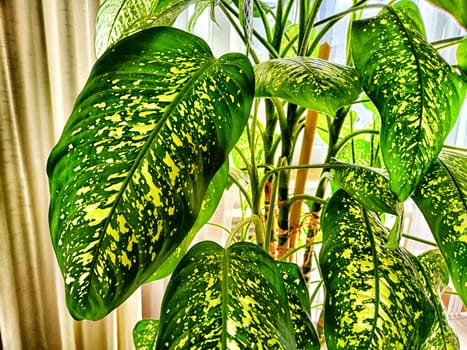 Dieffenbachia plant in a pot on a stool by the window. Retro interior in light colors. Background with plant with green leaves and fabric