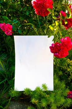 White paper and beautiful flowers. High quality photo