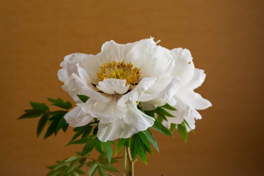 White tree peony flower, isolated on brown background .