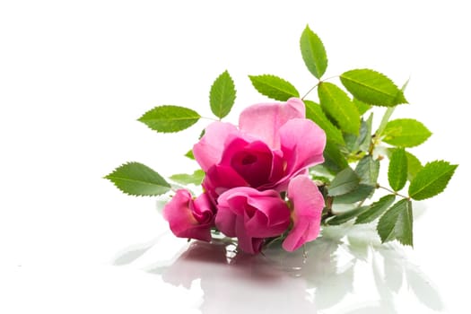 Beautiful pink rose on a white background .