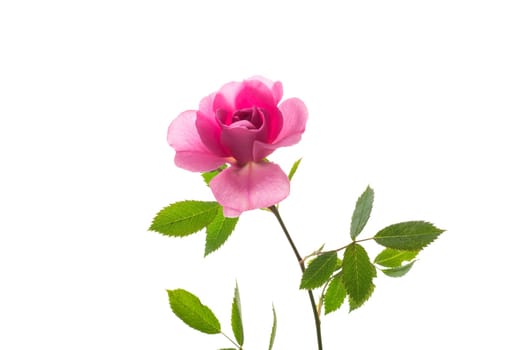 Beautiful pink rose on a white background .