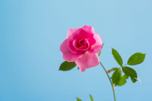 Beautiful pink rose on a blue background.