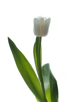 Photo of white colored tulip isolated on white background. National flower of the Netherlands, Turkey and Hungary countries.