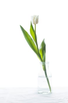 Studio shot of white colored tulip in the bottle isolated on white background. National flower of the Netherlands, Turkey and Hungary countries.