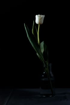 Studio shot of white colored tulip in the bottle isolated on black background. National flower of the Netherlands, Turkey and Hungary countries.
