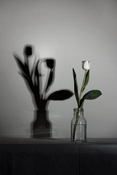 Spring white colored tulip with two in the shadow in the bottle, concept of loneliness, death, mourning and loss