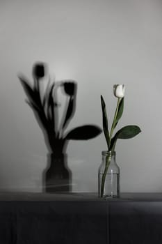 Spring white colored tulip with two in the shadow in the bottle, concept of loneliness, death, mourning and loss