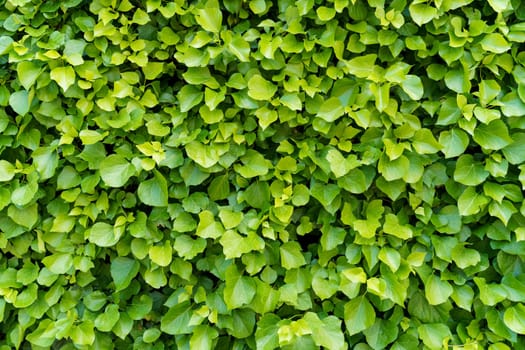 Detailed view of a green ivy wall with textured bushes and leaves in the background.