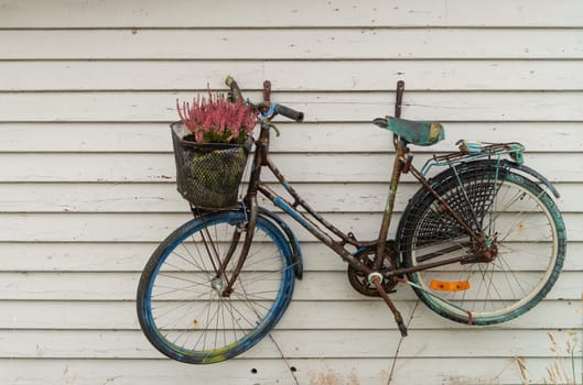 A vintage rusty bicycle with a basket of pink flowers mounted on a white wooden wall, capturing a rustic and nostalgic scene.