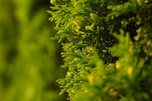 Detailed view of vibrant green leaves on a tree, showcasing the textures and colors of the foliage against a blurred background of bushes.