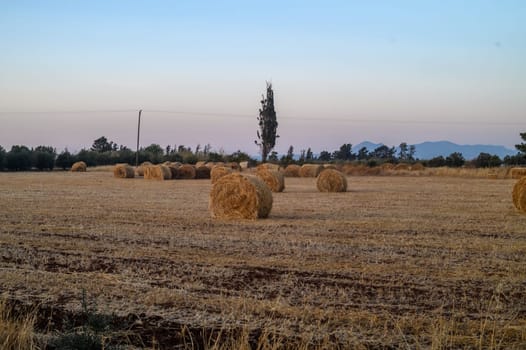 Hay bales in golden field with sunset summer background