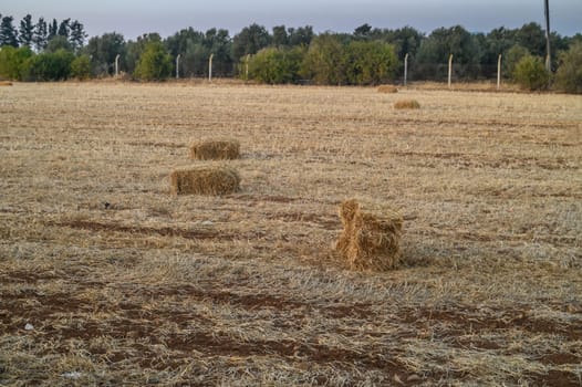 field with haystacks at sunset 2