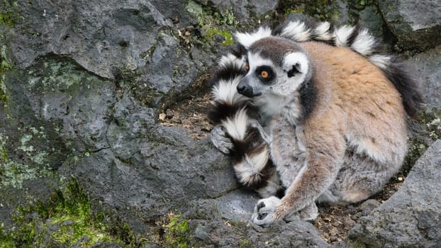 A ring-tailed lemur sitting on a rocky surface, holding its striped tail. The lemur has a gray body, white face, and black rings around its eyes and tail.