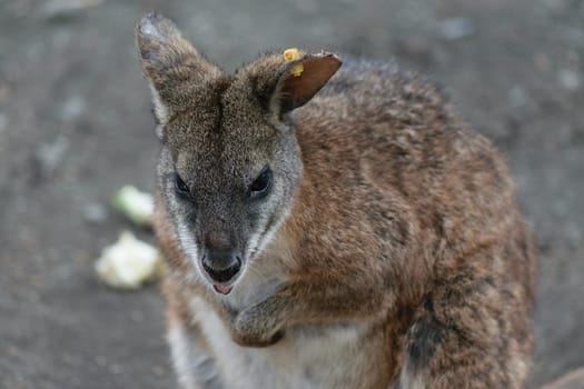 Close-up of a wallaby with a yellow tag on its ear, standing on a dirt ground.