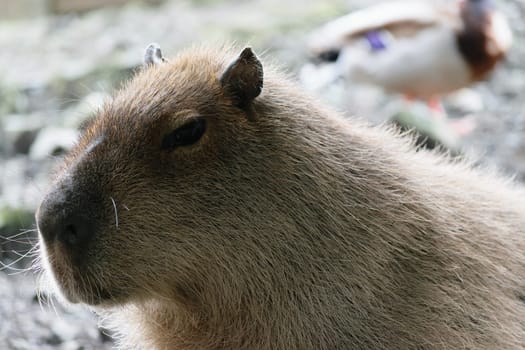 Close-up of a capybara with a blurred background featuring another animal.