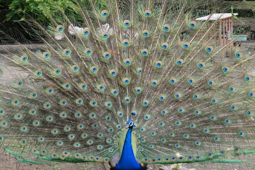A peacock displaying its vibrant and colorful tail feathers in a fan shape. The background includes greenery and a fence.