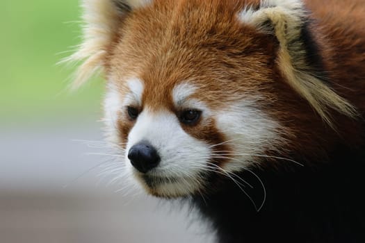 Close-up of a red panda's face with a blurred green background.