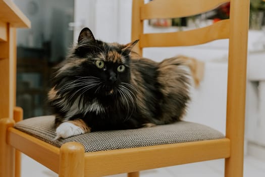 Portrait of one beautiful tricolor purebred cat with long hair and green eyes lying on a chair in the kitchen and looking to the side, close-up side view.