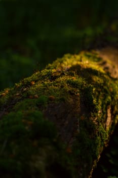 Forest moss close-up. Dark and contrasting photos. High quality photo