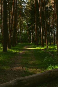 A beautiful spring forest in the sunset. The sun's rays are breaking through the trees. High quality photo