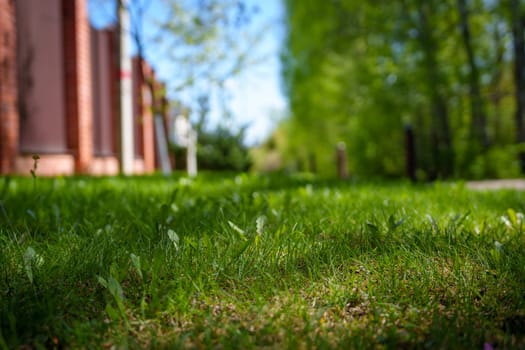 A young spring lawn. High quality photo