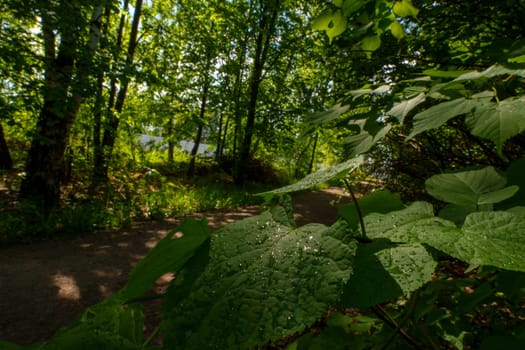 Raindrops on the foliage in the park. High quality photo