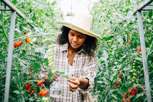 In the greenhouse a Black woman farmer takes care of tomato seedlings by spraying water. Holding a bottle she ensures growth protection and freshness in this outdoor farming scene.