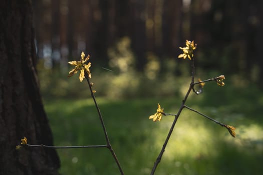 The first spring shoots in the sun . High quality photo