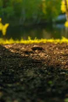 A path in the park. High quality photo