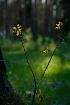 The first spring shoots in the sun . High quality photo