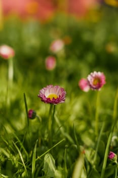 Small purple flowers in the green grass. High quality photo