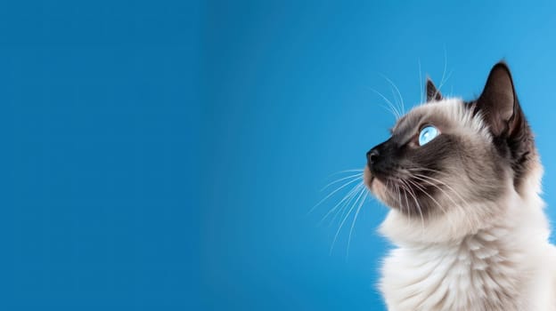 Siamese Cat Sitting Gracefully on Blue Background Concept Ample Space for Text.