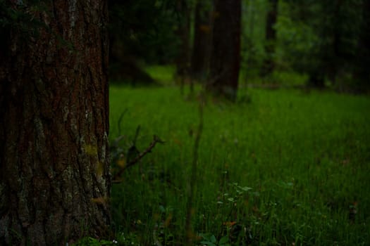 A beautiful spring forest in the sunset. The sun's rays are breaking through the trees. High quality photo