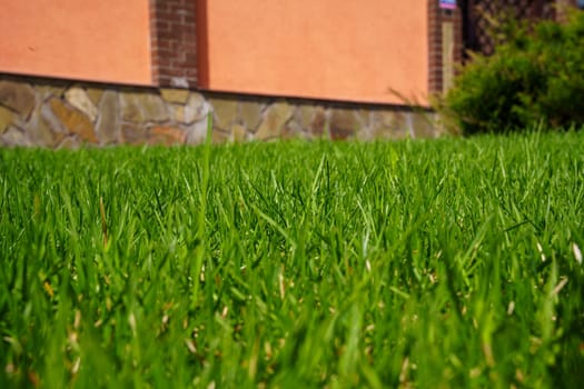 A young spring lawn. High quality photo
