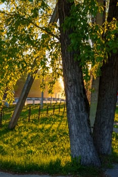 A beautiful spring forest in the sunset. The sun's rays are breaking through the trees. High quality photo