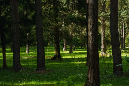 A beautiful spring forest in the sunset. The sun's rays are breaking through the trees. High quality photo