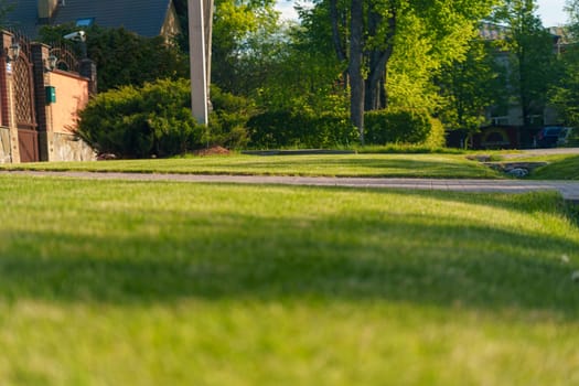 A young spring lawn. High quality photo