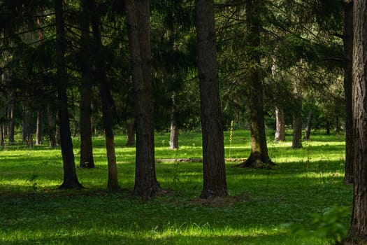 A beautiful spring forest in the sunset. The sun's rays are breaking through the trees. High quality photo