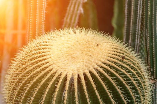 thorn cactus texture background. Golden barrel cactus, golden ball or mother-in-law's cushion Echinocactus grusonii is a species of barrel cactus which is endemic to east-central Mexico.